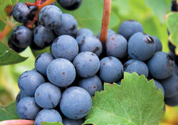 赤霞珠 (Cabernet Sauvignon)