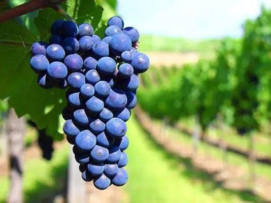 Cabernet Franc 品麗珠 - 葡萄界的永遠配角