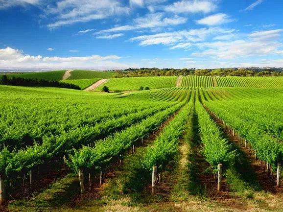 無數美酒的孕育之地 - Piemonte 皮埃蒙特