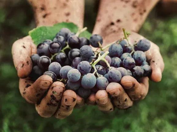 葡萄酒文化比你想像中要久!