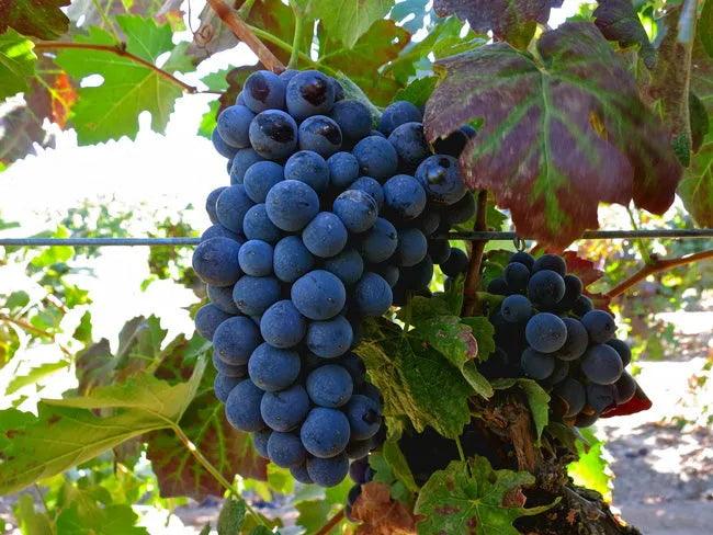 Barbera 巴爾貝拉 - 酸度稱霸