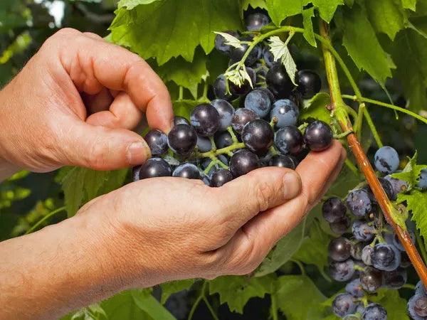 Cabernet Sauvignon 赤霞珠 - 蹤跡遍佈全世界