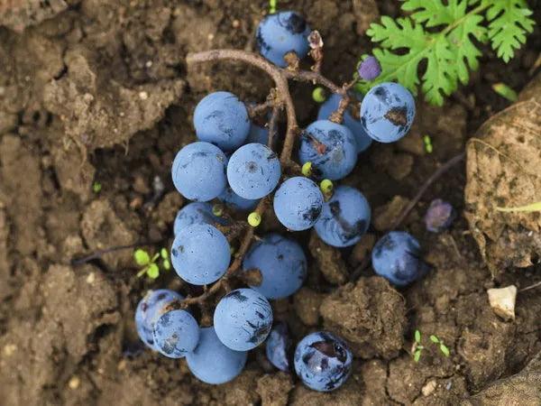 Merlot 梅鹿 - 烏藍色的烏鴉