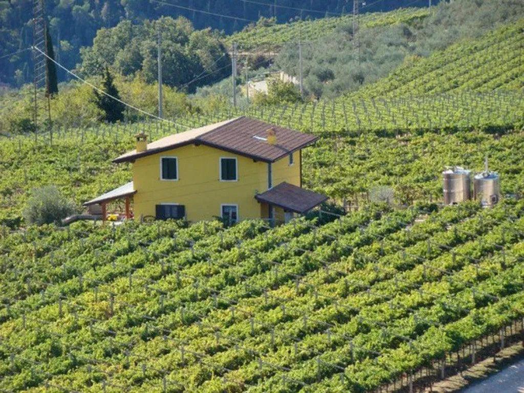 一反年老才能做莊主的謬誤 - 莎地奧酒莊 Monte Santoccio