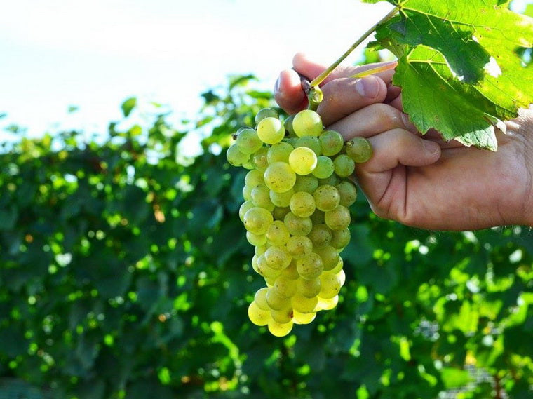 白比諾 (Pinot Blanc)