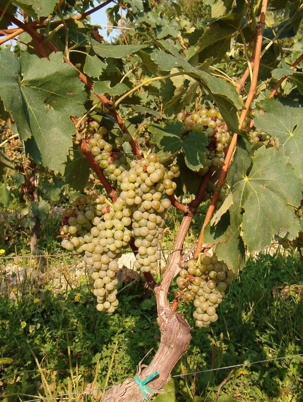 【得獎白酒】 帕斯卡酒莊白花香白酒 Soave︱Soave DOC Le Collezioni Pasqua