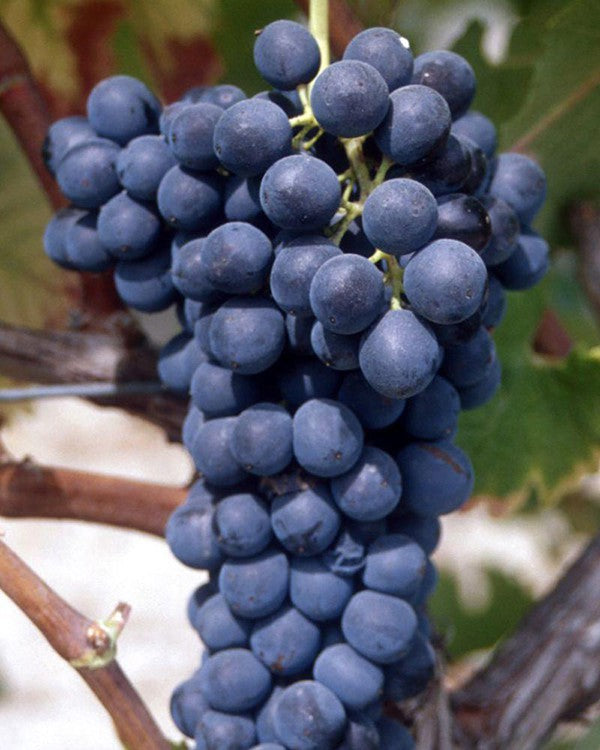 【法國之光】非凡領袖系列紅酒 Chateau Maucoil Cotes-du-Rhone Villages 2020