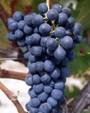 【法國之光】非凡領袖系列紅酒 Chateau Maucoil Cotes-du-Rhone Villages 2020