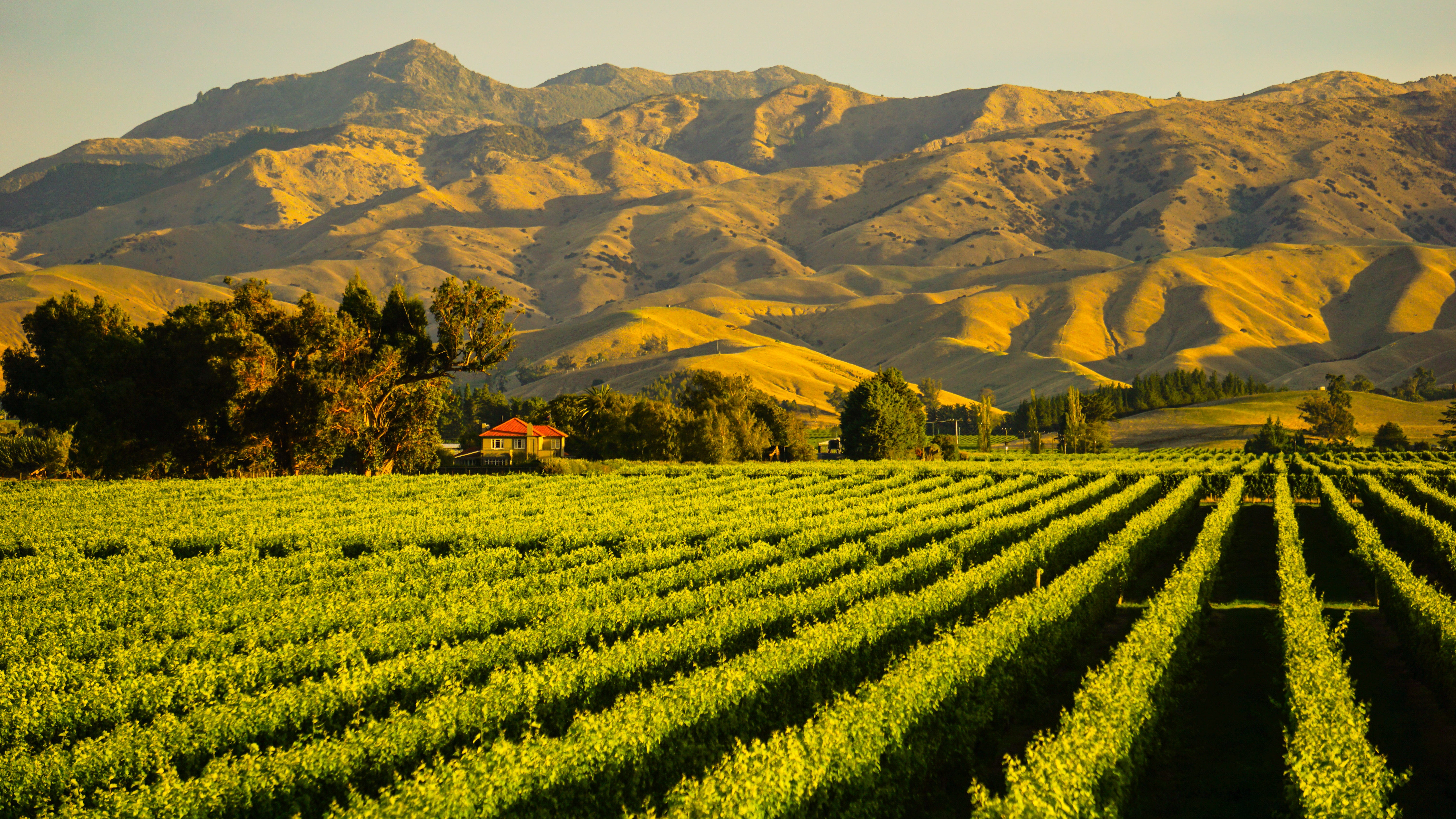 【紐西蘭女神】 長相思白酒︱Yealands Reserve Sauvignon Blanc