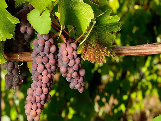 Pinot Gris灰比諾 - 香味豐富的變種葡萄 - Wine Passions ITALY 頂級意大利酒
