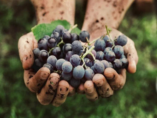 嘩嘩嘩!葡萄酒背後的驚人葡萄量 - Wine Passions ITALY 頂級意大利酒