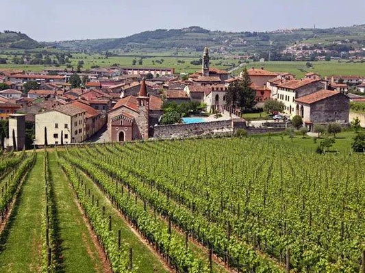 理想中的葡萄之鄉 - Apulia 阿普利亞 - Wine Passions ITALY 頂級意大利酒