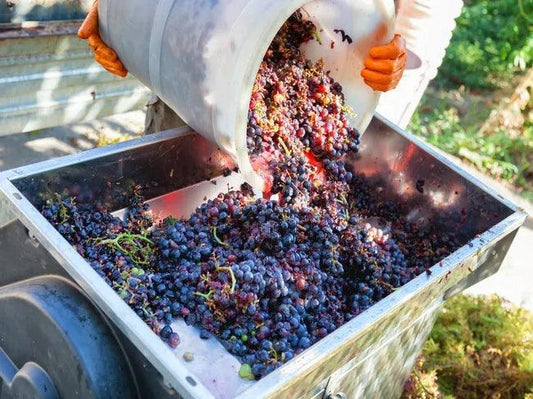 只需六步 釀製紅酒不難做到 - Wine Passions ITALY 頂級意大利酒