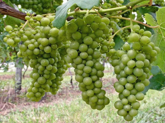 Sauvignon Blanc長相思 - 平易近人的葡萄品種 - Wine Passions ITALY 頂級意大利酒