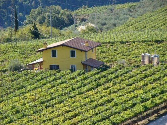 一反年老才能做莊主的謬誤 - 莎地奧酒莊 Monte Santoccio - Wine Passions ITALY 頂級意大利酒