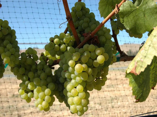 Chardonnay莎當妮 — 風格多樣、萬千寵愛的葡萄 - Wine Passions ITALY 頂級意大利酒