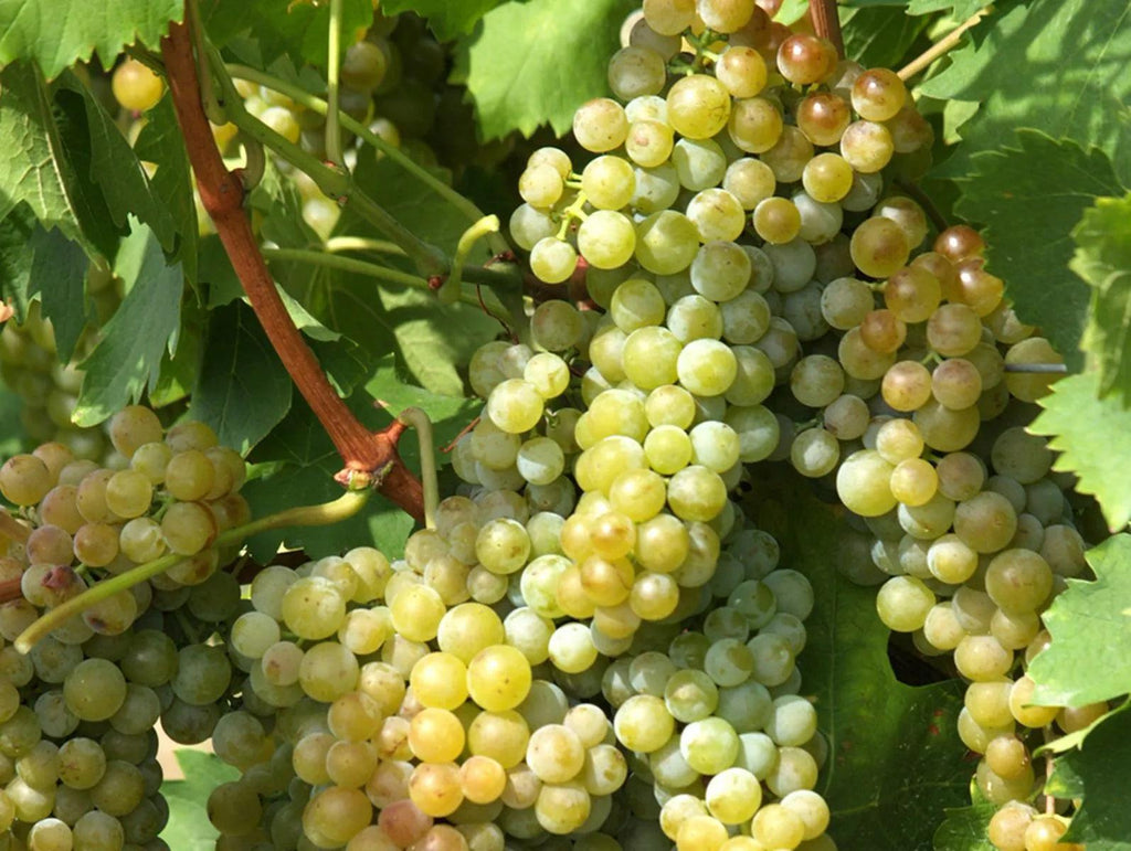 Moscato d’Asti--葡萄酒界女生最愛