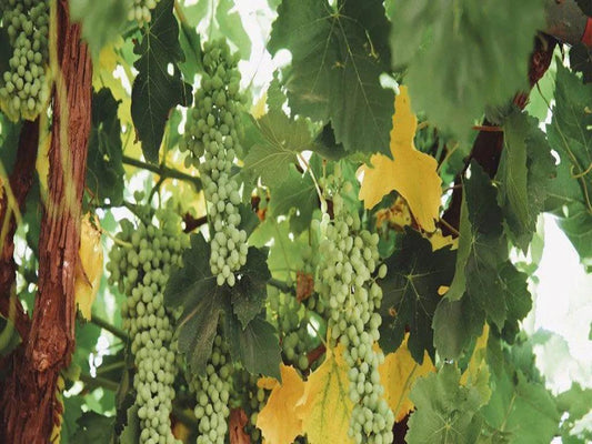 Pinot Blanc白比諾 - 莎當妮的「姐妹」 - Wine Passions ITALY 頂級意大利酒