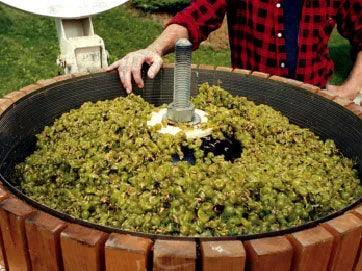 記住這八步 白葡萄酒就是這樣造 - Wine Passions ITALY 頂級意大利酒