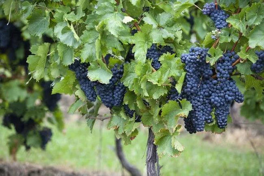 越老越有用 葡萄樹齡定高低 - Wine Passions ITALY 頂級意大利酒