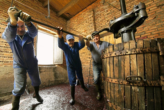 意大利葡萄園 意大利葡萄品種 意大利紅酒好年份 西西里島酒莊Red wine  White wine  Grapes Italian wine  Italian  Taste  Wine making Wine industry Wine factory Wine producing 