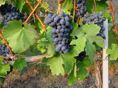 百來達酒莊微氣泡 有氣紅葡萄酒 Barbera︱La Monella Barbera del Monferrato Frizzante DOC 2018