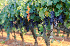 【LM96分貴族血統】Grande Alberone "Platinum Collection" Primitivo Puglia IGT
