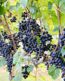 【古堡紅爵】波夢堡酒莊 Haut-Médoc Chateau Beaumont 2021