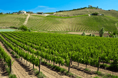 意大利詩人酒莊 Fabulas Marabelle Montepulciano d'Abruzzo