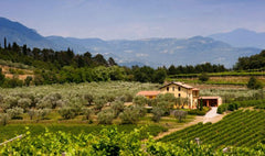 【LM96分貴族血統】Grande Alberone "Platinum Collection" Primitivo Puglia IGT