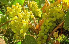 【甜蜜初戀】阿斯蒂特級氣泡甜酒 ︱San Silvestro Asti Moscato DOCG NV