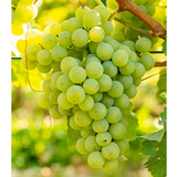 【青春期】 帕斯卡酒莊白桃香白酒 ︱Pasqua DLZ Chardonnay Fiano Puglia IGT, 2023