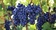 【紅印】 帕斯卡酒莊紅酒 ︱Pasqua Chianti DOCG San Zeno 2022