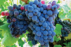 【法國之光】非凡領袖系列紅酒 Chateau Maucoil Cotes-du-Rhone Villages 2020