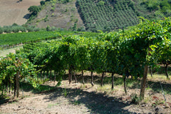 意大利詩人酒莊 Fabulas Marabelle Montepulciano d'Abruzzo