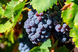 【法國之光】非凡領袖系列紅酒 Chateau Maucoil Cotes-du-Rhone Villages 2020