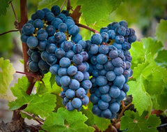 【波爾多佳釀】法國波爾多酒莊紅酒 Château Lavergne, Bordeaux 2023