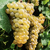 【青春期】 帕斯卡酒莊白桃香白酒 ︱Pasqua DLZ Chardonnay Fiano Puglia IGT, 2023