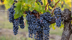 【波爾多佳釀】法國波爾多酒莊紅酒 Château Lavergne, Bordeaux 2023
