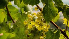 【熱戀氣泡酒】 帕斯卡酒莊氣泡酒︱Prosecco Treviso DOC Brut R&J