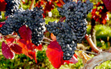 【2013 破格】Casale Del Bosco ROSSO TOSCANA 2013